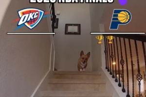 网红柯基犬Air Corgi预测：步行者客场2-0后3-1领先 最终6场夺冠